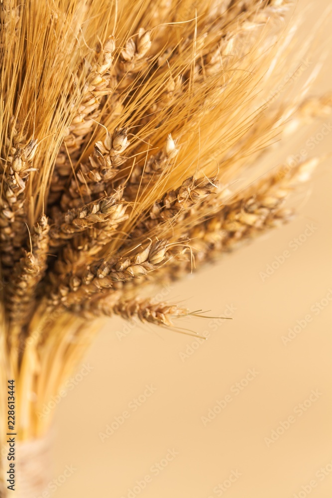 Canvas Prints Human hand holding grains and gardening into