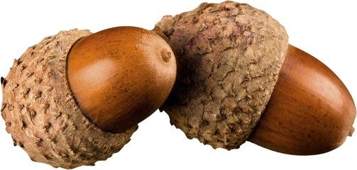 Brown Acorns - Isolated