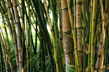 close up shot of bamboo trees texture in Bangkok, Thailand