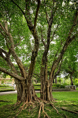 Trees and roots on green grass landscape of public park in Bangkok, Thailand