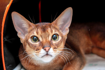 Closeup view of an Abyssinian cat