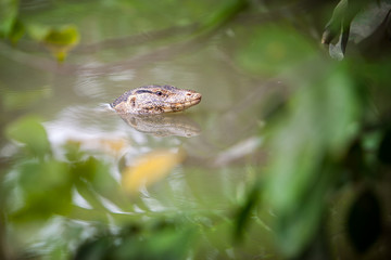 Asian water monitor lizard swimming in green pond at public park in Bangkok.
