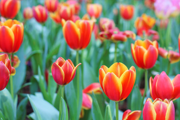 Flower tulips growing on the field or garden backgroun