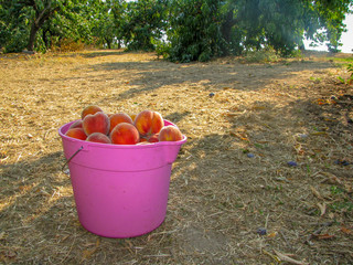 Pink bucket full of ripe peaches © Dmitry