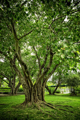 Fototapeta na wymiar Trees and roots on green grass landscape of public park in Bangkok, Thailand
