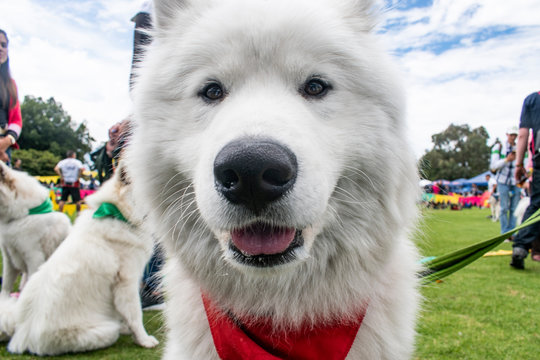 Gran Samoyedo