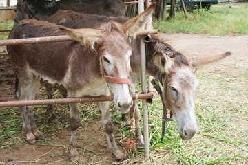 burro in country farm