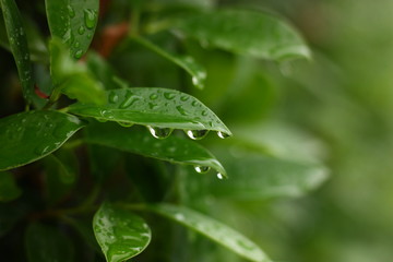 green plant background in the morning