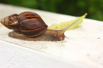 big snail on the white wall and blur background