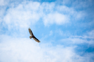 Birds of prey flying vulture blue sky