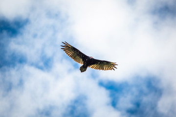 Birds of prey flying vulture blue sky