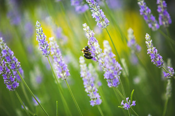 Lavender field with green and violet colors