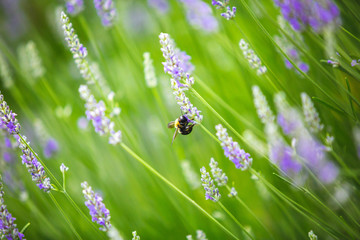 Lavender field with green and violet colors