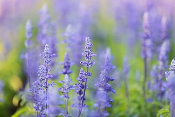 Purple flowers in the garden