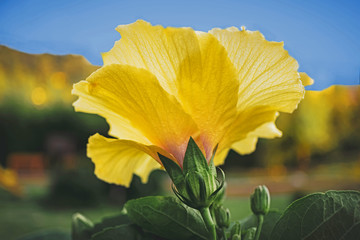 yellow flower on background of blue sky