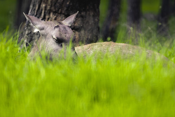 Obraz premium Painting effect; Musk deer disgusied in grass; Sleeping deer in green grass
