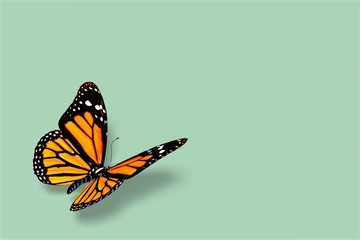 Black and Orange Butterfly