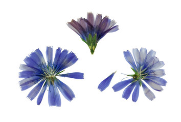 Pressed and dried blue flowers chicory or cichorium. Isolated on white