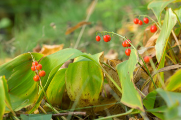 Lily-of-the-valley, Convallaria majalis plants with berries in autumn
