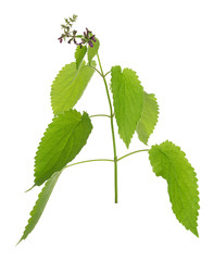 Fototapeta premium Blooming hedge woundwort, Stachys sylvatica isolated on white background