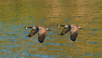 Geese Gaining Ground - A pair of Canada Geese fly in low formation over the water surface of a lake. Belmar Lake, Lakewood, Colorado.