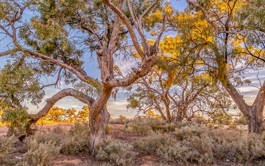 Outback Australia and its dry interia landscape full of relics bone fossils and motor bikesl