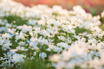 white Cosmos Flower Field With sunlight