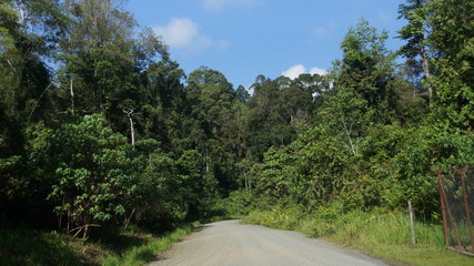 Fototapeta na wymiar Danum Valley Borneo Virgin Rainforest