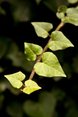 Ivy vine close up
