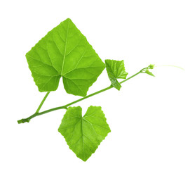 Ivy Gourd on white background