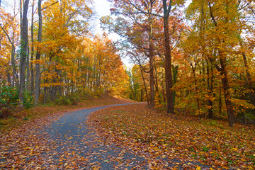 A path among deciduous trees in autumn. Sun breaks through trees in the forest.