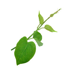 Gumnema inodorum (Lour.) Decne., Drug treatment for diabetes