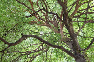 Spring Summer Sun Shining Through Canopy Of Tall Trees. Summer Nature, Sunny Day. Upper Branches Of Tree With Fresh Green Foliage. Woods Background. Greenery
