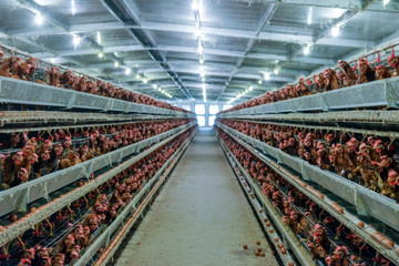 (Blur some of chicken) Multilevel production line conveyor production line of chicken eggs of a...