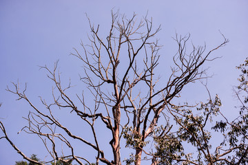 Branches dry tree on blue sky background