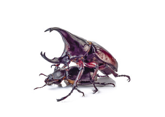 Beetle,Rhinoceros beetle, Rhino beetle, Hercules beetle, Unicorn beetle,  (Dynastinae)