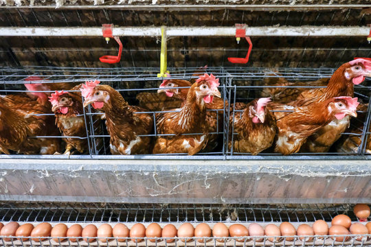 (Blur some of chicken) Multilevel production line conveyor production line of chicken eggs of a poultry farm, Layer Farm housing, Agriculture technological equipment. Limited depth of field.