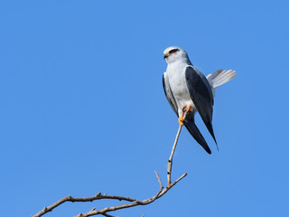 Black-winged Kite Portrait on Blue Sky