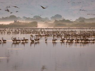 Common Cranes at Sunrise