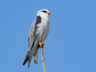 Black-winged Kite Portrait on Blue Sky