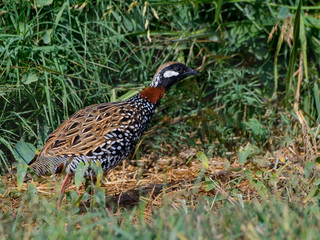 Black Francolin Running