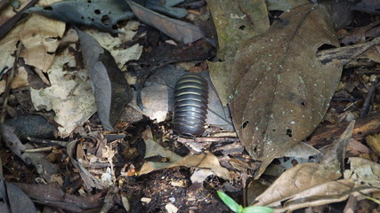 Pill millipede in Danum Valley, Borneo