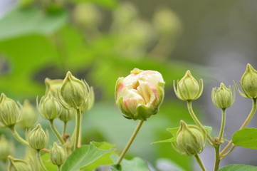 Obraz premium Confederate roses 