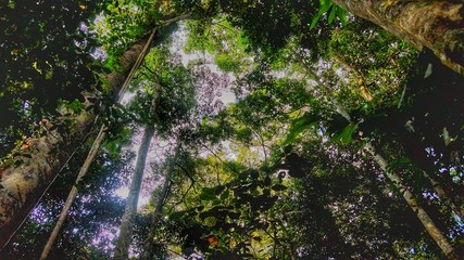 Fototapeta premium Danum Valley Borneo Virgin Rainforest