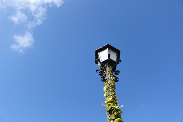 蔦がからまる外灯