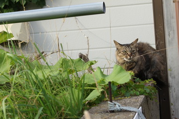 函館市内の野良猫