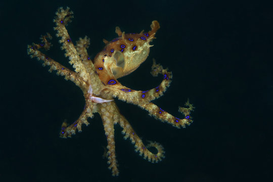 Blue ring octopus (Hapalochlaena lunulata). Picture was taken in Lembeh strait, Indonesia