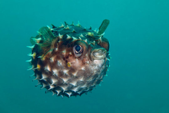 Porcupinefish.  Picture was taken in Lembeh strait, Indonesia