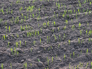 Getreide - Wintergetreide - aufgehende Saat