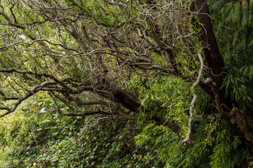 Fototapeta premium dense leafless branches extruding out of bamboo forest in the shade